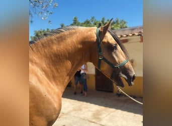 Lusitanien, Étalon, 5 Ans, 160 cm, Buckskin
