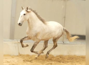 Lusitanien Croisé, Étalon, 5 Ans, 160 cm, Gris