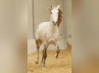 Lusitanien Croisé, Étalon, 5 Ans, 160 cm, Gris