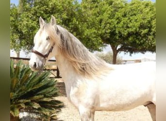 Lusitanien Croisé, Étalon, 5 Ans, 160 cm, Gris