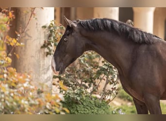 Lusitanien, Étalon, 5 Ans, 161 cm, Bai brun foncé