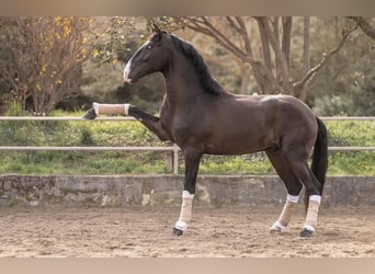 Lusitanien, Étalon, 5 Ans, 161 cm, Bai brun foncé