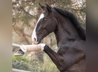 Lusitanien, Étalon, 5 Ans, 161 cm, Bai brun foncé