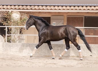 Lusitanien, Étalon, 5 Ans, 161 cm, Bai brun foncé