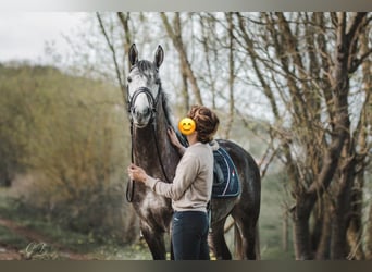 Lusitanien, Étalon, 5 Ans, 161 cm, Gris