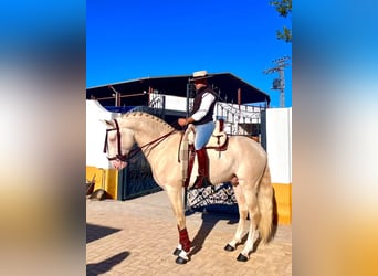Lusitanien, Étalon, 5 Ans, 162 cm, Cremello