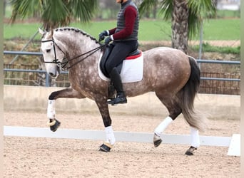 Lusitanien, Étalon, 5 Ans, 162 cm, Gris