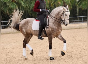 Lusitanien, Étalon, 5 Ans, 162 cm, Gris