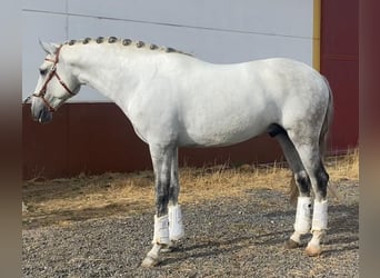 Lusitanien, Étalon, 5 Ans, 162 cm, Gris pommelé