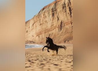 Lusitanien, Étalon, 5 Ans, 162 cm, Gris
