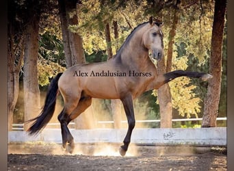 Lusitanien, Étalon, 5 Ans, 163 cm, Buckskin