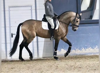 Lusitanien Croisé, Étalon, 5 Ans, 163 cm, Isabelle