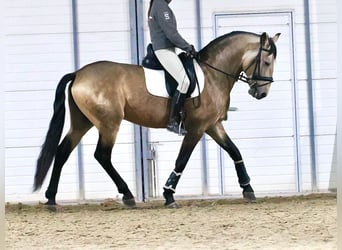 Lusitanien Croisé, Étalon, 5 Ans, 163 cm, Isabelle