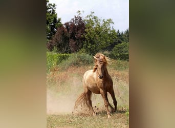 Lusitanien, Étalon, 5 Ans, 163 cm, Perle