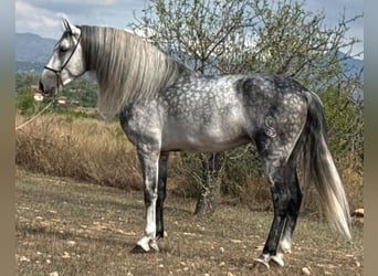 Lusitanien, Étalon, 5 Ans, 164 cm, Gris pommelé