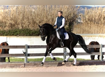 Lusitanien, Étalon, 5 Ans, 164 cm, Noir