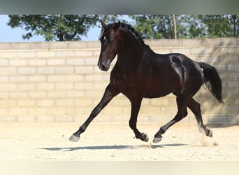 Lusitanien, Étalon, 5 Ans, 164 cm, Noir