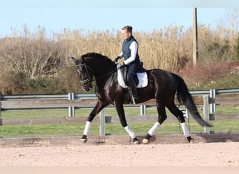 Lusitanien, Étalon, 5 Ans, 164 cm, Noir