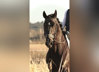 Lusitanien, Étalon, 5 Ans, 164 cm, Noir