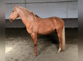 Lusitanien, Étalon, 5 Ans, 164 cm, Palomino