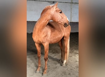 Lusitanien, Étalon, 5 Ans, 164 cm, Palomino