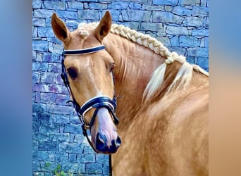 Lusitanien, Étalon, 5 Ans, 164 cm, Palomino