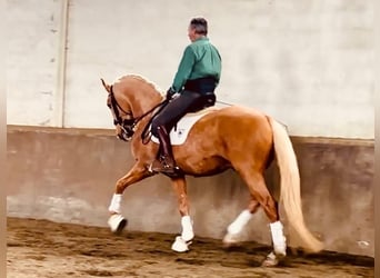 Lusitanien, Étalon, 5 Ans, 164 cm, Palomino