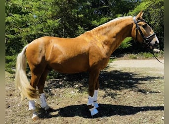 Lusitanien, Étalon, 5 Ans, 164 cm, Palomino