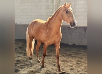 Lusitanien, Étalon, 5 Ans, 164 cm, Palomino