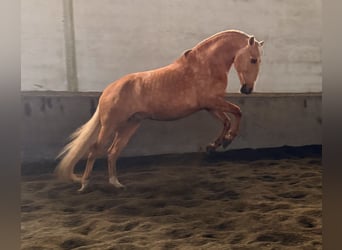 Lusitanien, Étalon, 5 Ans, 164 cm, Palomino