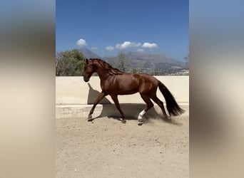 Lusitanien, Étalon, 5 Ans, 165 cm, Alezan cuivré