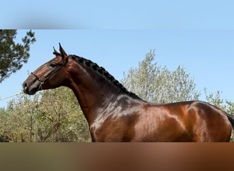 Lusitanien, Étalon, 5 Ans, 165 cm, Bai brun