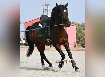 Lusitanien, Étalon, 5 Ans, 165 cm, Bai