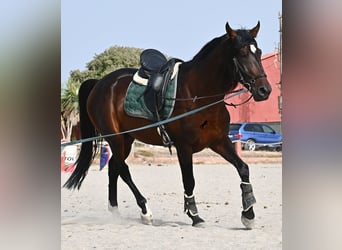 Lusitanien, Étalon, 5 Ans, 165 cm, Bai