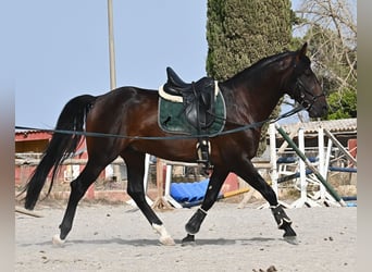 Lusitanien, Étalon, 5 Ans, 165 cm, Bai