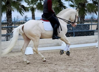 Lusitanien, Étalon, 5 Ans, 165 cm, Blanc