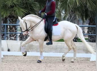 Lusitanien, Étalon, 5 Ans, 165 cm, Blanc