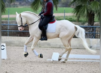 Lusitanien, Étalon, 5 Ans, 165 cm, Blanc