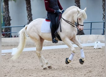 Lusitanien, Étalon, 5 Ans, 165 cm, Blanc