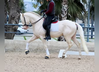 Lusitanien, Étalon, 5 Ans, 165 cm, Blanc