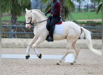 Lusitanien, Étalon, 5 Ans, 165 cm, Blanc