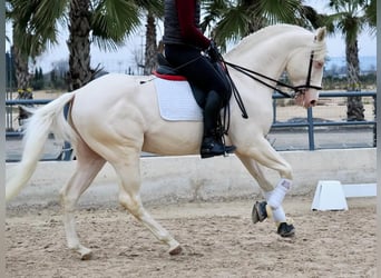 Lusitanien, Étalon, 5 Ans, 165 cm, Blanc