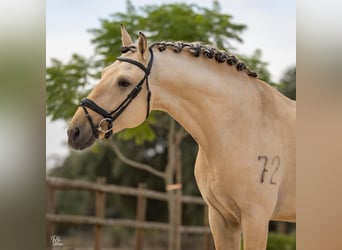 Lusitanien, Étalon, 5 Ans, 165 cm, Isabelle