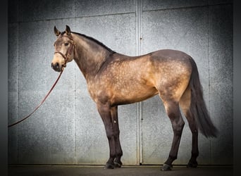 Lusitanien, Étalon, 5 Ans, 166 cm, Buckskin