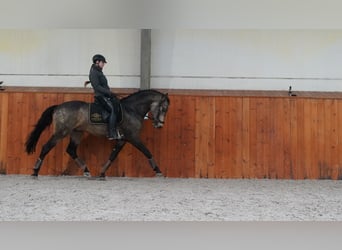 Lusitanien, Étalon, 5 Ans, 166 cm, Buckskin