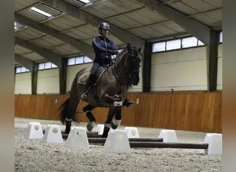 Lusitanien Croisé, Étalon, 5 Ans, 166 cm, Grullo