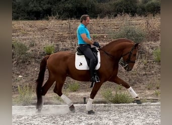 Lusitanien, Étalon, 5 Ans, 167 cm, Alezan