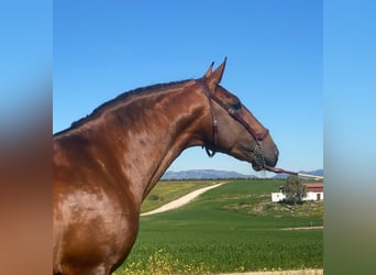 Lusitanien, Étalon, 5 Ans, 167 cm, Bai Lusitanien, Étalon, 5 Ans, 167 cm, Bai