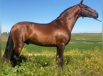 Lusitanien, Étalon, 5 Ans, 167 cm, Bai Lusitanien, Étalon, 5 Ans, 167 cm, Bai