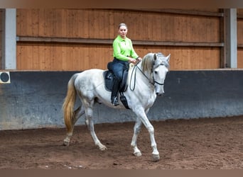 Lusitanien, Étalon, 5 Ans, 168 cm, Gris